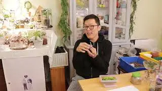 如何從取種子（孢子）開始養鐵線蕨