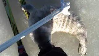 Pitkäpauhan kuutti 18.3.2012. Lost baby seal takes a liking to skier.