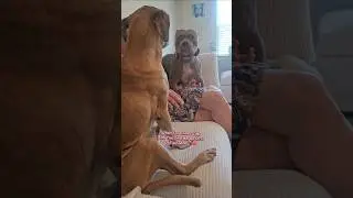 Nova Giving Coco The Business 😂❤️🐕🐾 #adorabledog #americanbullybreed