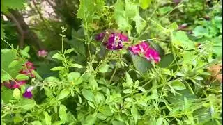 Purple Salvia: The Low-Maintenance Plant Every Garden Needs