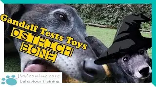 Gandalf's treat test: ostrich bone
