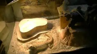 Reptile collection
