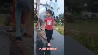 She is feeling like real cow #tending #trendingshorts #cute #shorts #shortsvideo #nature #real