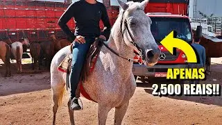 FEIRA DE CAVALO EM CARUARU PE!! CAVALO DE VAQUEJADA POR 2,500!? 18/01/2022