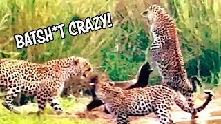 Honeybadger DESTROYS Leopards - Ozzy Man Reviews