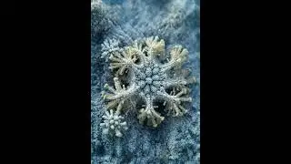 Coral Slime Mold (Ceratiomyxa fruticulosa) &lsquo;Fungus