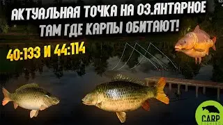 Актуальная точка🐟 оз. Янтарное - болото проверка клефа  ТФ +  ▶ | 🐟 Русская рыбалка 4 ▶ рр4 