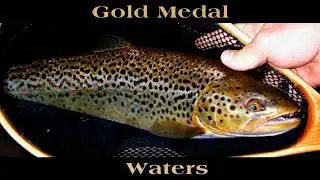 Bar Lazy J Gold Medal Waters Final