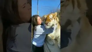 Tiger & Girl : Lovely Friendship  #shorts