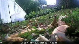 Eastern chipmunk in Pennsylvania on trail cam