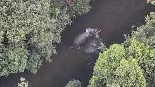 Agumbe wild elephant enjoying his bath before capturing