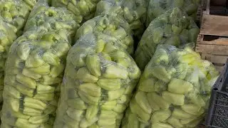 Bulg&rsquo;or qalampiri 16- terim 684 kg narxi 5 mingdan