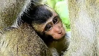 Baby Monkey Get Nurse From Mom, Education Monkey Action,