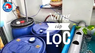 Fish 35: Nâng cấp lọc cho hồ cá vàng chuẩn bị đón tết