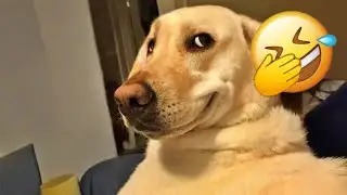 🤎 Best Funny Animal Moments That Made 2025 🤣 Funniest Dogs & Cats 😵 #catvideos #funny_cats