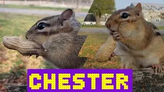 Chipmunk Chester Gets Busted!
