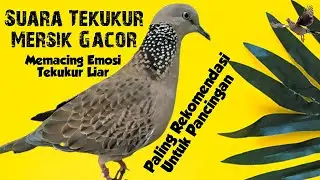 Suara Tekukur Mersik Gacor, Paling Rekomendasi Untuk Pancingan Memikat
