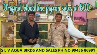 S L V Pets And Aqua 2024 Sales | Good Quality Pigeons