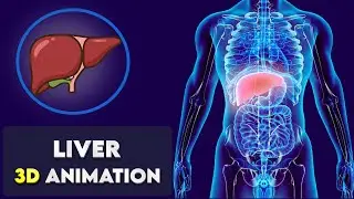 Liver Functions Explained in 3D Animation | Human Body Anatomy