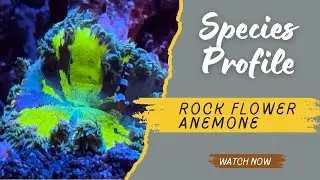 Species Profile: Rock Flower Anemones