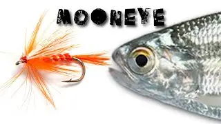 MOONEYE ON A FLY?