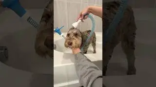 Bathing my doodle at home 🫣 #dogbath #doggroomingtips #dog #aussiedoodle #puppy #dogmom
