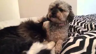 Cat grooms Dog!