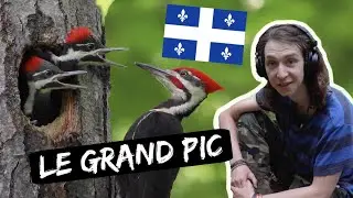 LE GRAND PIC (+Infos terrain) - Les animaux du Québec