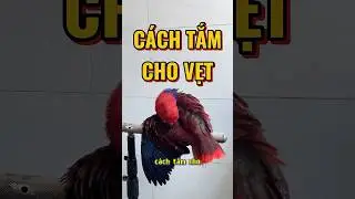 Hướng dẫn c&aacute;ch tắm cho vẹt #pet #parrot #th&uacute;cưng #fyp #fy #eclectus