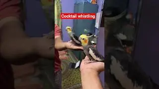A whistling cocktail #birds #vibrantbirds #nature #cocktail #whistling #viral #content #shorts #yt