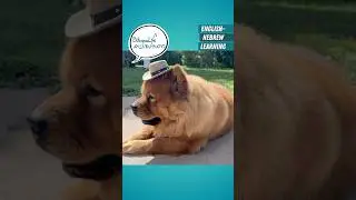Старый Макдональд - Дод Моше #ЕврейскиеПесни