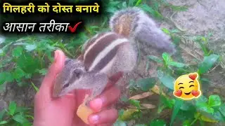 How to make a squirrel friend | how to get a squirrel pet | get a squirrel pet | Aniver Chhabi