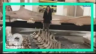 A new species of whale discovered in the Gulf of Mexico