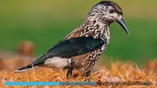 Nucifraga caryocatactes