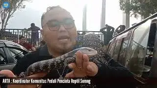 Mitos ! Ternyata Kadal Panana (ular kaki empat) tidak Mematikan