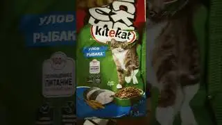 благодарю за донат kitekat улов рыбака #донат #kltekat#улов#уловрыбока