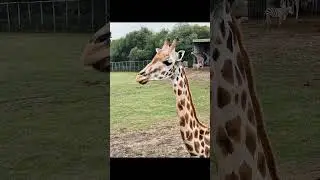 LONGLEAT 🦒🦒 #safari  park @LongleatSafariAdventurePark #shortsfeed  #longleat #Giraffe  #aminal