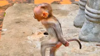 Young Mama LORA Learning How to Care for Her New Baby 🐒💛