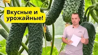 Два урожайных и вкусных огурца- советую попробовать вырастить!