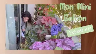 Au dodo les Caladiums, place aux Bulbes - Mon mini balcon #13