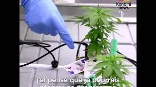 Canada : le cannabis est d&eacute;sormais l&eacute;gal