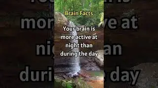 Why is Your Brain is More Active at Night? #shorts #facts #didyouknow #brain  #brainactivity