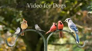 4K TV for Cats & TV for Dogs- Birds for Dogs 🐶 & Birds for Cats 🐱
