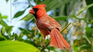 Beautiful Cardinal Calls from Florida 🎶🐦