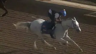 Gulfstream Park: White Abarrio Work Out at Gulfstream Park on 1/11/2026