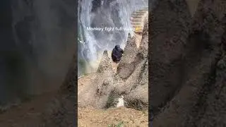FUNNY MONKEY IN CAGE WHAT DOING | monkey vines | #shorts #monkey #funny