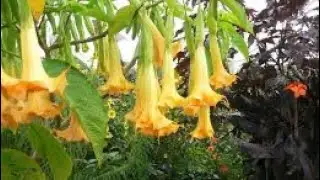 DATURA V BRUGMANSIA. 🌸🌱🌺 DEVILS TRUMPET V ANGELS TRUMPET 🌱