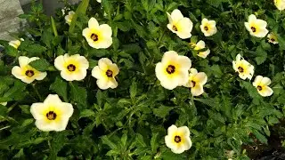Beautiful Yellow Flowers Grows on the Side of the Road