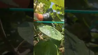 how to get powder from kiwi