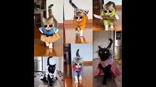 FUNNIEST ANIMALS | CATWALK | FASHION & MODEL | CAT | PETS